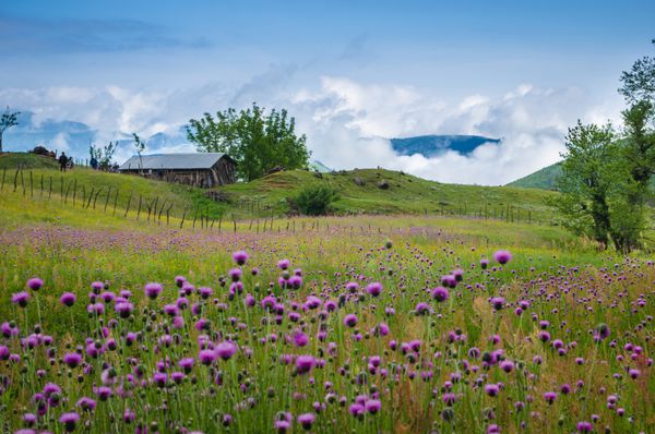 کوه های مرطوب اردبیل ایران صبحانه زیبا و ساده با گل های بنفش کوه های مه آلود در پس زمینه یک کلبه زیبا و زیبا یک تجربه غیر قابل توضیح است