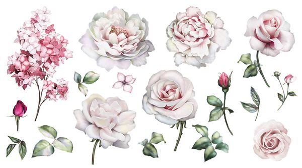 مجموعه ای از عناصر آبرنگ گل رز مجموعه گلدار گل صورتی گل برگ شاخه تصویر گیاه شناسی جدا شده بر روی زمینه سفید جوانه گل رز
