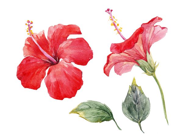 آبرنگ هیروشیس قرمز با گل های گرمسیری با برگ مجموعه اشیاء گیاه جدا شده