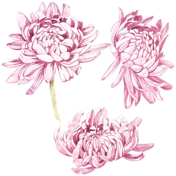 مجموعه ای از آبرنگ دست نمایش داده شده گیاه شناسی گل گل داودی عنصر برای طراحی دعوت نامه ها پوسترهای فیلم پارچه و اشیاء دیگر جدا شده بر روی سفید