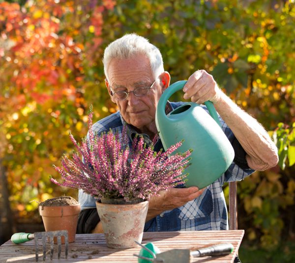مرد ارشد مراقبت از گیاهان در میز در باغ