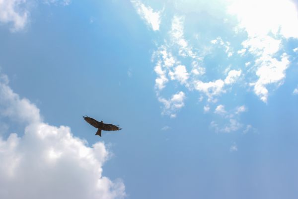 عقاب در ابرها در برابر آسمان آبی می کشد