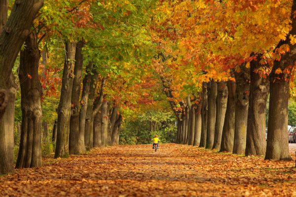 کودک در دوچرخه در کوچه beautfiul پر از برگ های رنگارنگ در فصل پاییز