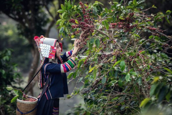 پرتره از بانوی زیبای آسیایی بانوی قبیله ای آخا تپه آخا عطرهای قهوه ای آرتیکا را به رنگ قرمز و سبز بر روی شاخه های درختان آن Chiang Rai تایلند