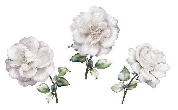 گل های آبرنگ مجموعه گل برگ و جوانه ترکیب ناز برای عروسی و یا کارت تبریک شاخه گل گل رز جدا شده بر روی زمینه سفید