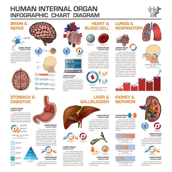 سلامت انسان اندام داخلی و آزمايشگاهي وسیع Diagra