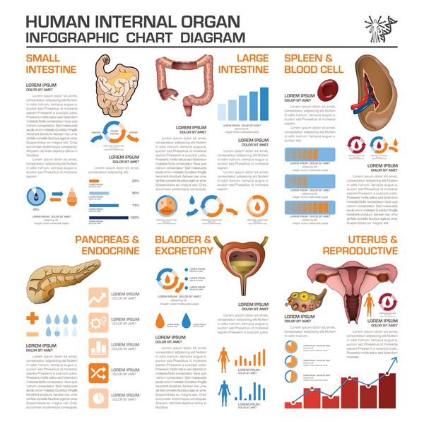 سلامت انسان اندام داخلی و آزمايشگاهي وسیع Diagra