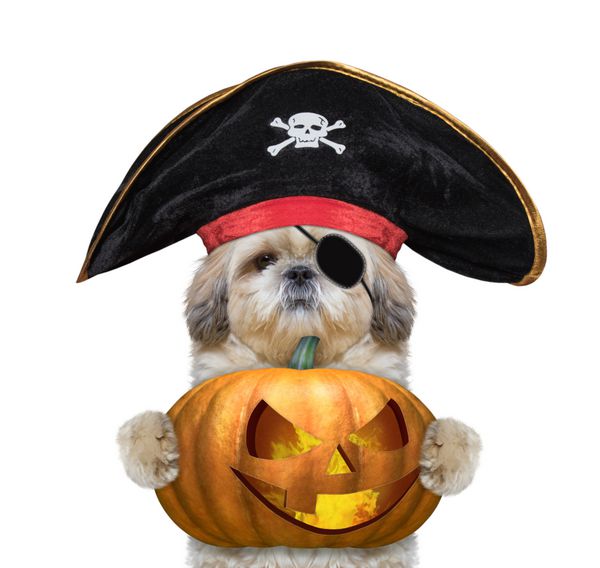 سگ ناز در لباس دزدان دریایی با کدو تنبل halloweens