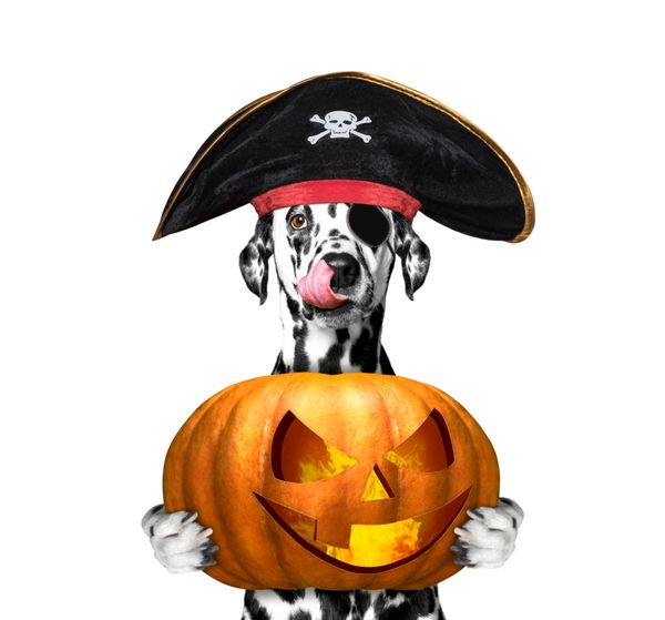 سگ در لباس دزدان دریایی با کدو تنبل هالووین