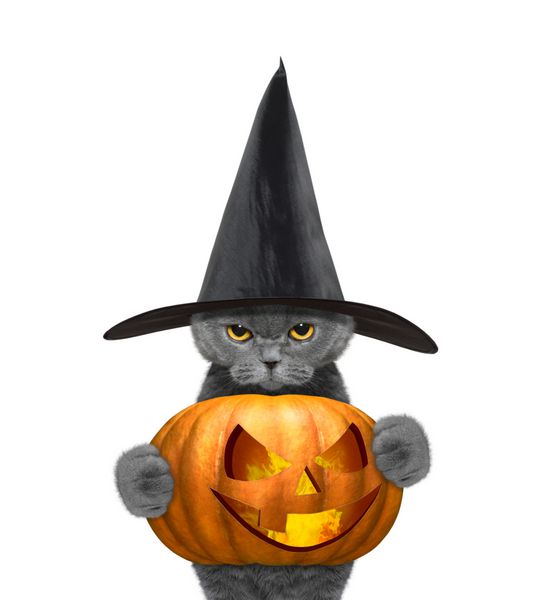گربه در لباس با کدو تنبل halloweens
