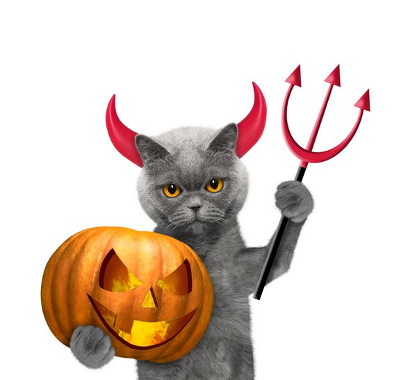 گربه با کدو تنبل در شیطان لباس برای هالووین