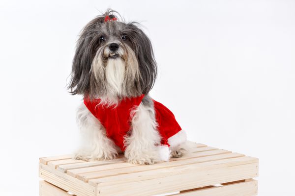 سگ ناز با لباس کریسمس و روبان قرمز