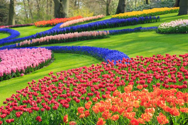مزرعه گل های زیبا در هلند