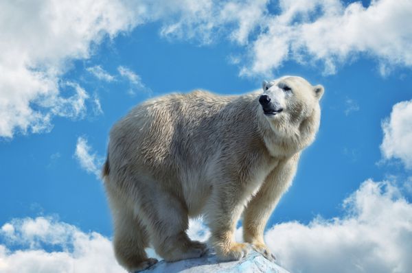 خرس قطبی سفید در پس زمینه آسمان آبی و ابر ها