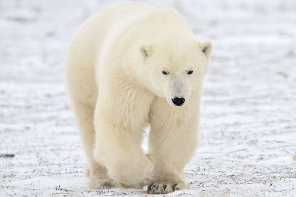 خرس قطبی در تاندرا راه می رود
