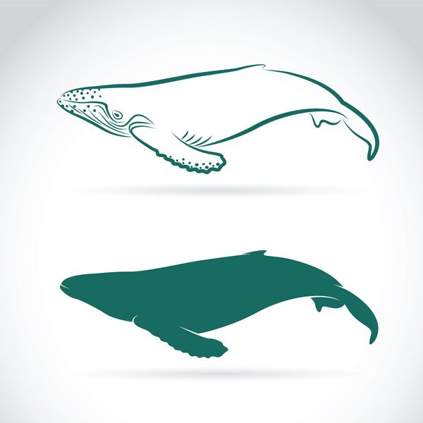 تصویر برداری از نهنگ بر روی زمینه سفید