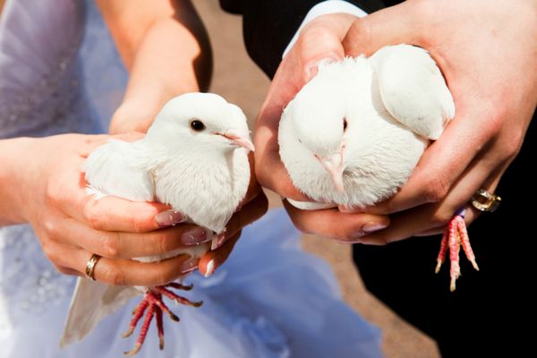 کبوتر عروسی