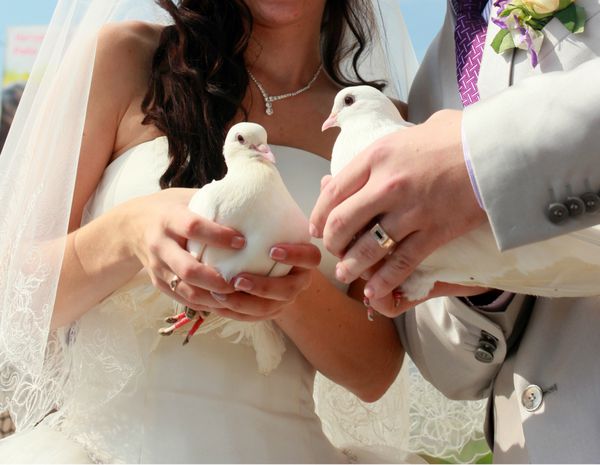 دو کبوتر سفید عروسی