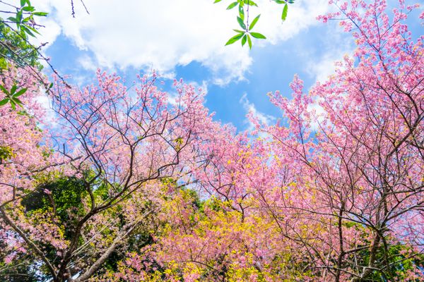 گل شکوفه گیلاس زیبا با تمام گل در چیانگ مای تایلند