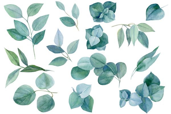 مجموعه ای از عناصر سبز شاخه و برگ اکالیپتوس آب رنگ دست نقاشی