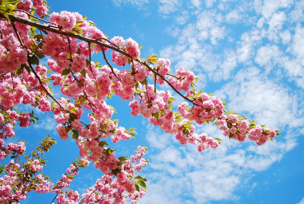 شکوفه گیلاس ژاپنی در بهار