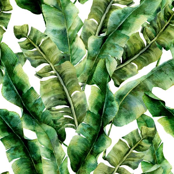 الگوی آبرنگ با موز با شکوه پالم برگ دست نقاشی شاخه سبز عجیب و غریب استوایی از گیاه جدا شده در پس زمینه سفید گیاه شناسی تصویر برای طراحی چاپ و یا پس زمینه