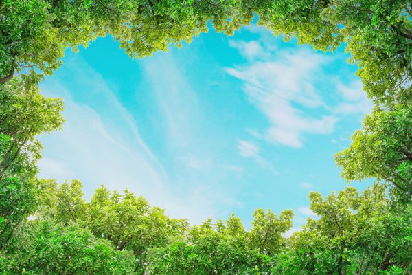 Closeup فضای آسمان آبی با ابر نازک با پس زمینه سبز درخت بافت