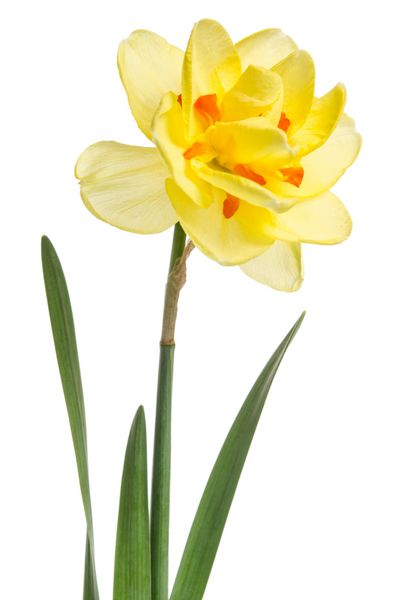 تک گل نرگس زرد زرد جدا شده در پس زمینه سفید