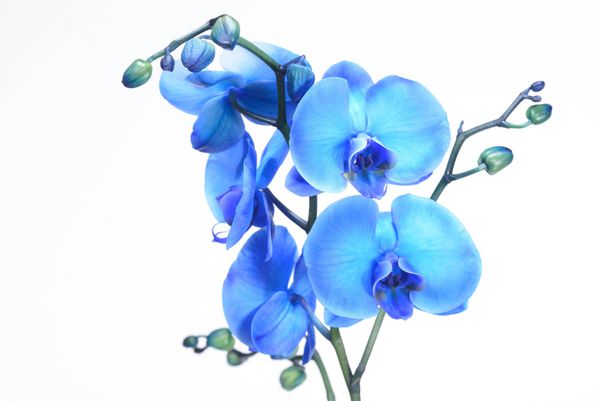 orchid آبی در زمینه سفید