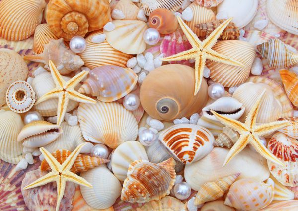 نزدیک starfishes مروارید و seashells شگفت انگیز
