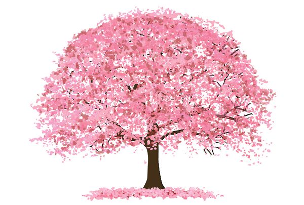 نماد گل بهار شکوفه های گیلاس