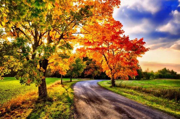 درختان افرا با برگ های رنگی و جاده های آسفالت در نور روز و در پاییز فضای باز چشم انداز روستایی آسمان ابری درخت افرا