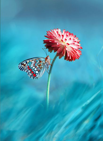 زیبا رنگارنگ رنگارنگ پروانه بر روی گل های قرمز روشن صورتی دیزی ماکرو آبی در پس زمینه در بهار شگفت انگیز غیر معمول تصویر هنری از زیبایی طبیعت زندگی