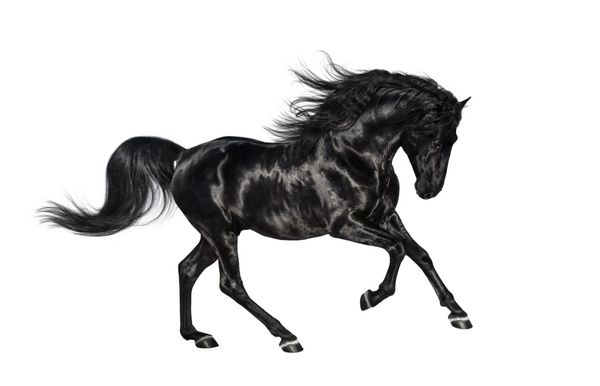 Galloping براق سیاه و سفید اسب نر اندلس جدا شده در پس زمینه سفید