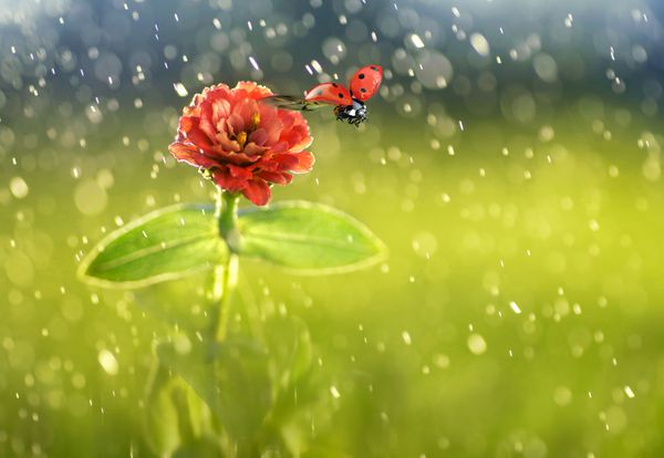 لیدی باگ پرواز کردن از گل قرمز زیر قطرات باران تازه در زمینه سبز زیبا در آفتاب در طبیعت ماکرو باران بهار زیبا تابستان زمینه طبیعی با رونوشت فضای