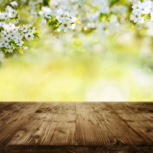 خالی جدول چوبی روستایی با شکوفه های گیلاس و پس زمینه بهار برای دکوراسیون عید پاک