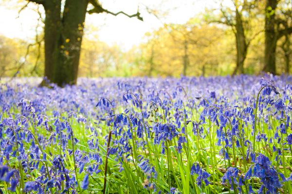 فرش bluebells در جنگل در مه