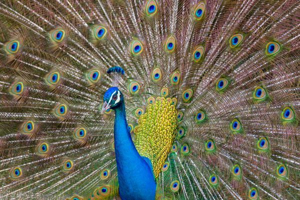 طاووس مردانه هند