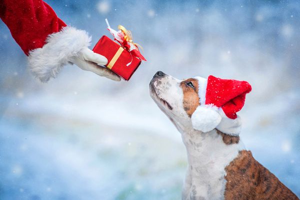 سگ گربه آمریکایی استافfordshir با کلاه کریسمس گرفتن یک هدیه از دست سانتا