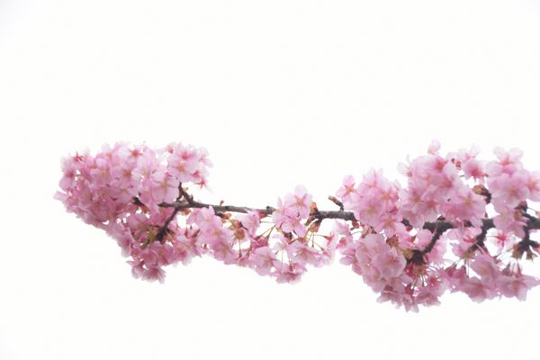 شکوفه گیلاس ژاپنی