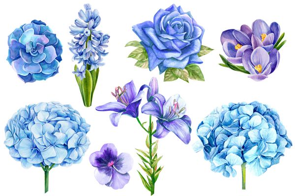 مجموعه ای از گل های آبی گل رز لیلی سنبل الطیب پانسیون ها هندی ها کروکوس شکوفه آبرنگ