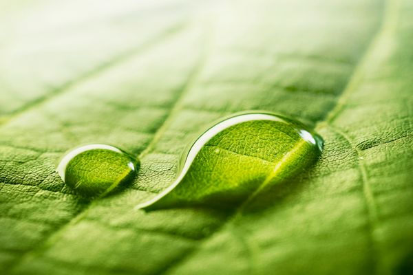 قطرات بزرگ زیبا از آب باران شفاف بر روی یک ماکرو سبز برگ قطره های شبنم در صبح در خورشید درخشان است بافت برگ زیبا در طبیعت پس زمینه طبیعی