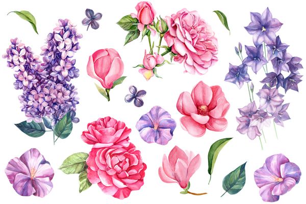 مجموعه ای از عناصر گل تابستان جشن سوزن زنگ گل رز و ماگنولیا نقاشی آبرنگ