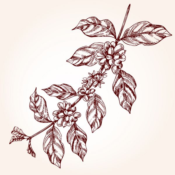 شاخه درخت قهوه نقاشی در سبک طرح مفهوم گیاه قهوه شاخه با برگ و لوبیا در سبک پرنعمت تصویر برداری