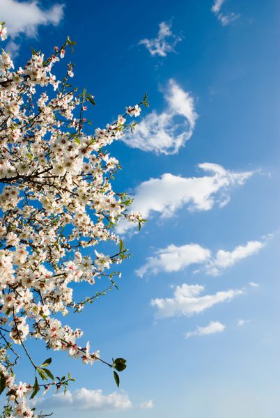 شکوفه های بهار در برابر آسمان آبی