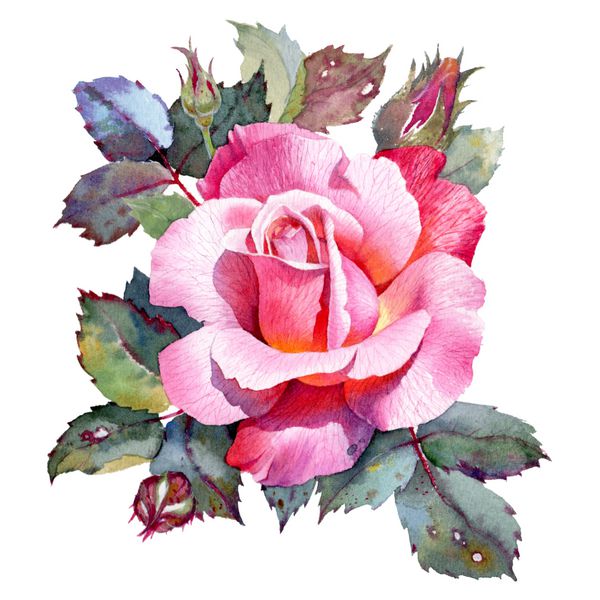 گل رز گل رز جدا شده بر روی زمینه سفید نقاشی های گیاهی با آبرنگ مداد رنگی