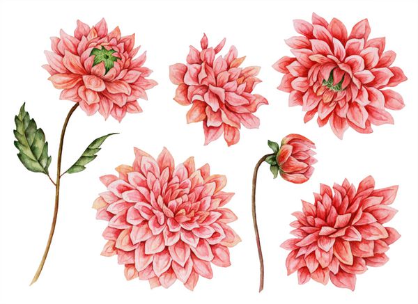 مجموعه آبرنگ گل گل دالبی تصویر برداری از گیاهان دار دست عناصر گل جدا شده بر روی زمینه سفید