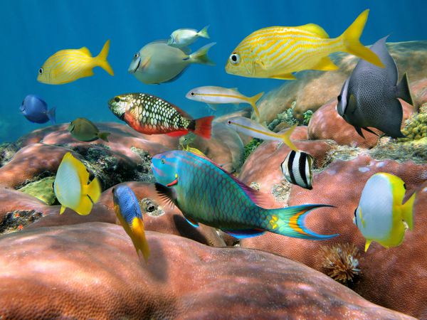 مدرسه ماهی گرمسیری رنگارنگ بیش از مرجان ستاره ای عظیم در دریای کارائیب زیر آب
