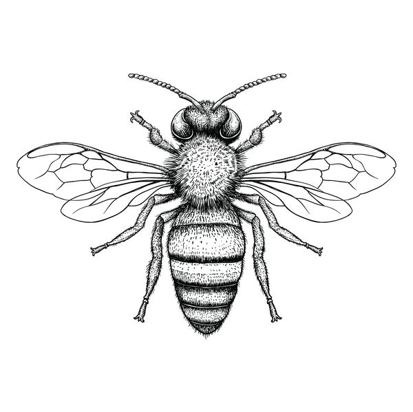 تصویر برداری حکاکی زنبور عسل بر روی زمینه سفید