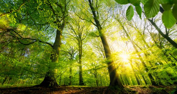 جنگل های منظره از درختان برگ های سبز تازه با خورشید ریختن اشعه های گرم خود را از طریق شاخ و برگ